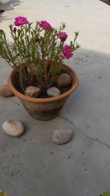 Portulaca Grandiflora | Ornamental Plant | Moss Rose смотреть онлайн