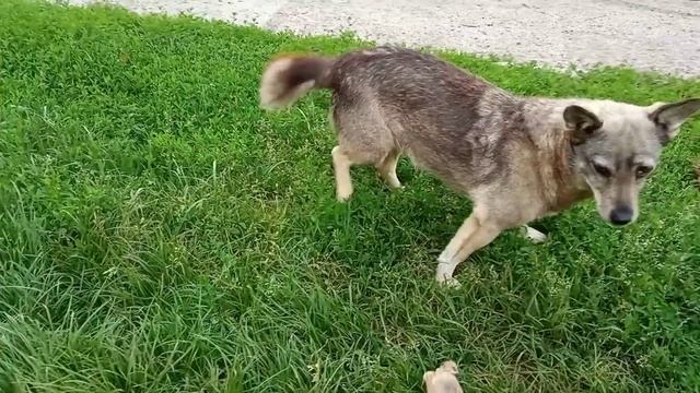 Вкусняшки для Гаечки и Мушки!!! смотреть онлайн