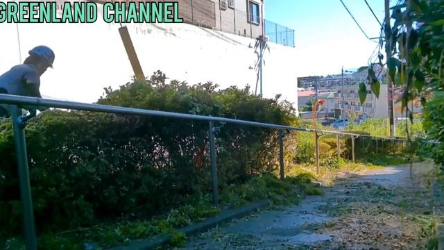 Firstly grass cutting and Trimming beside of Park #greenland #trim#shrub #hedge смотреть онлайн