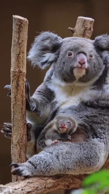 Baby koala getting out of the pouch смотреть онлайн