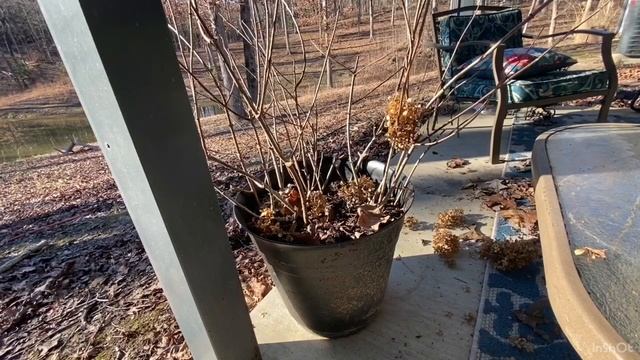 Start Lime Light Hydrangeas From Cuttings! смотреть онлайн