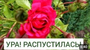 ПЕРВОЕ ЦВЕТЕНИЕ РОЗЫ "ЛАГУНА". 6.06.2024г.