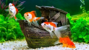 01. Красивый Виртуальный Музыкальный Аквариум 3D  -  60 Минут Релаксации.