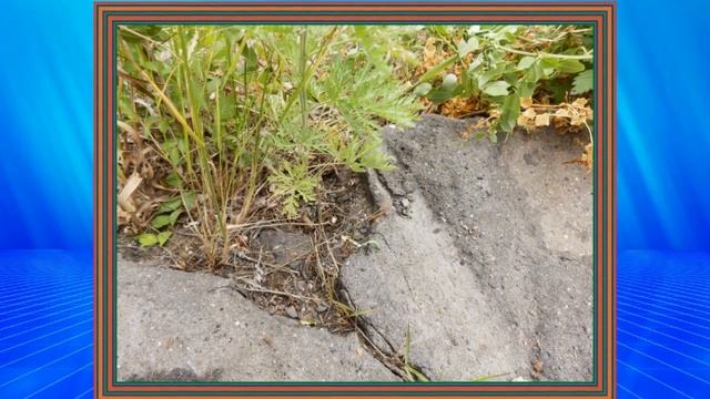 МУРАВЕЙ И ГУСКА  ЗМЕЙКА  КОМСОМОЛЬСК июнь 2015 г  ДАЛЬГИПРОТРАНС ИЗЫСКАНИЯ Слайд смотреть онлайн