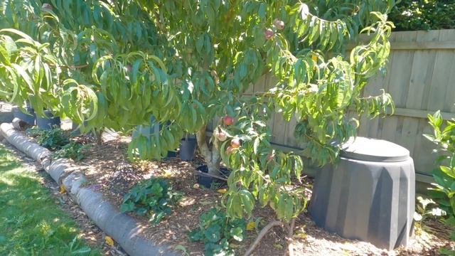 Nectarine brown rot and summer prune смотреть онлайн