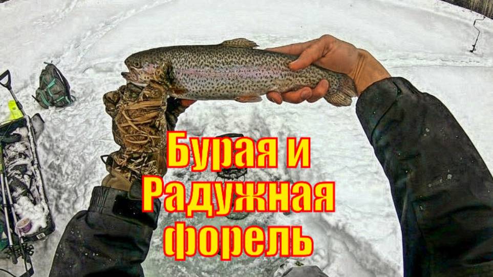 ПРОГУЛЯЙТЕСЬ на СНЕГОСТУПАХ К Озеру, где водится ФОРЕЛЬ! - Бурая и Радужная форель