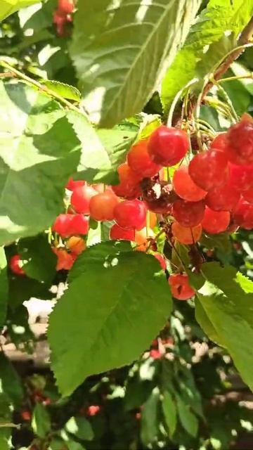 8 червня уже дозріла черешня . Спелая  черешня 🍒