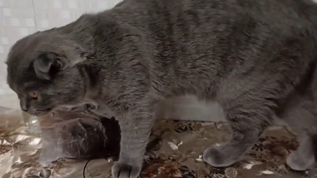 Котик Ватсон кайфует от бородинского хлеба.🐱 смотреть онлайн