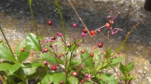 Coral flower (Talinum crassifolium)