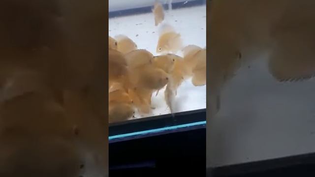 Red cover diskus junge смотреть онлайн