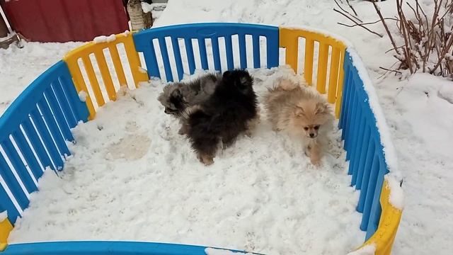 шпицы 89037100053 вотсап. #шпицмишка (3)