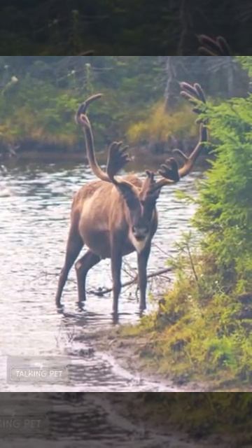 Un cervone da paura смотреть онлайн