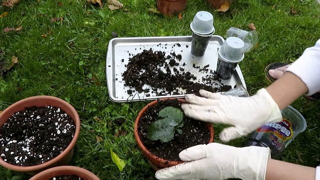 Gardening With Me Hydrangea, Hibiscus And More #garden #hibiscus #hydrangeas смотреть онлайн