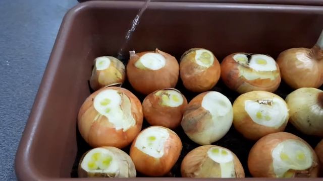 🧅Лук весной! смотреть онлайн