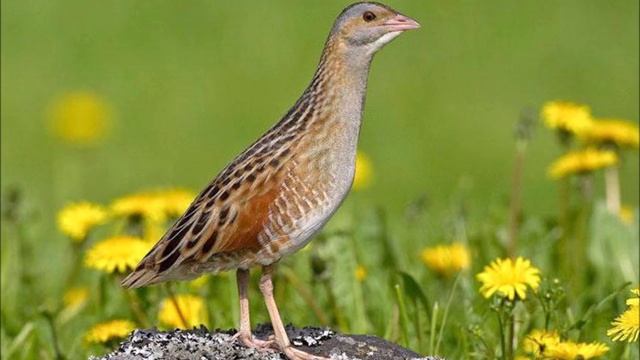 Canto del Re di quaglie - Richiamo смотреть онлайн