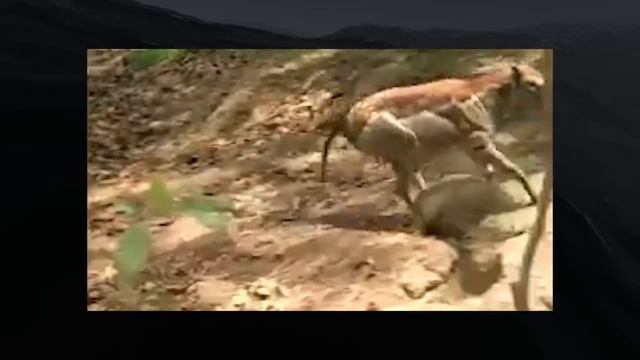 Баги КЕМБРИЯ . смотреть онлайн