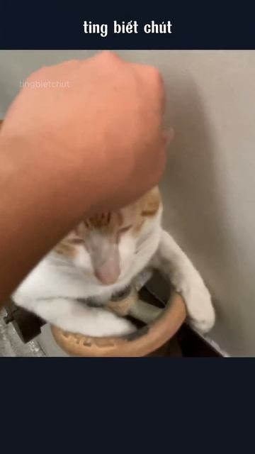 mèo cam dễ tính