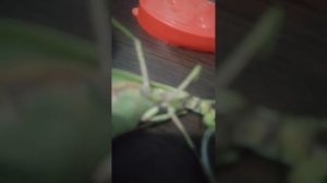 у манго богомол начела гнить лапка😔😱😰