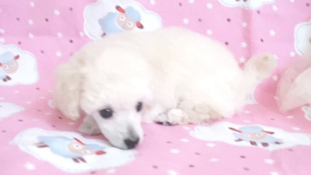 видео 1 МО Ванесса смотреть онлайн