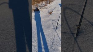 Последние зимние деньки