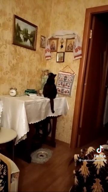 Кошка молится смотреть онлайн