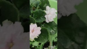 Моя коллекция уникальна, развожу редкие сорта фиалок #flowers#plants#фиалкацветёт