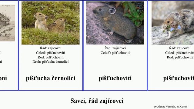 Savci, řád zajícovci králík mammal pika pišťucha pišťuchovití Futuremono středozemní africký říční смотреть онлайн