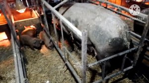 Морозы до -22 обзор поросят как дела в сарае. Посеял семена на рассаду Баклажан 🍆Перец🌶 Помидор🍅