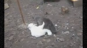 Орущие коты