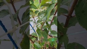 Подвязка метельчатой гортензии