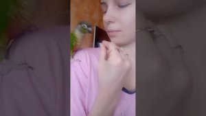 Попугай пиррура Филька