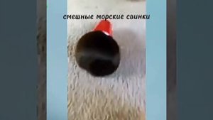 смешные морские свинки🤣