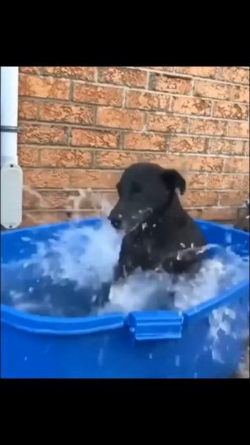 "Funny Cats and Romantic Dogs: A Love and Fun Story" смотреть онлайн