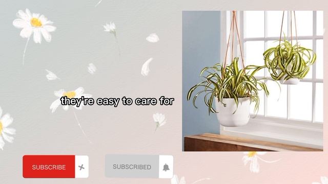 Top 10 Low Light Indoor Plants|Low Light Indoor Plants|Indoor plants for home|house plants