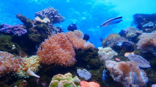 Amazing aquarium video HD - ( No copyright) - Free Background videos смотреть онлайн