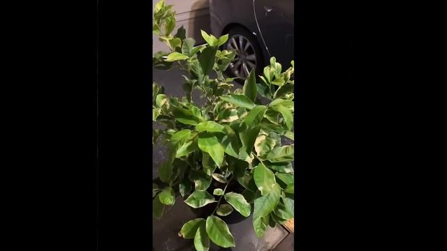 1 Year Update On Vivian “The Variegated Eureka Lemon” смотреть онлайн