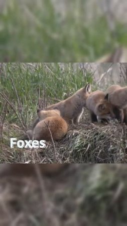 Animal sounds FOXES #shorts