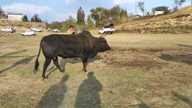 BYRIONG BAHDENG vrs PHAM PYNSHAI BA LA IA SAW PALUD смотреть онлайн