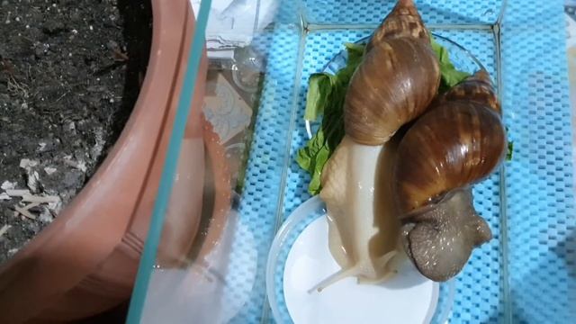 Ахатины смотреть онлайн