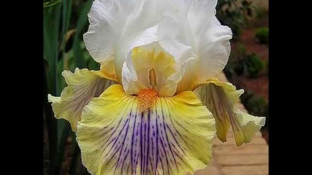 BUY TALL BEARDED IRISES - German Bearded Iris Gardening, Plant Flowers, Plant Care