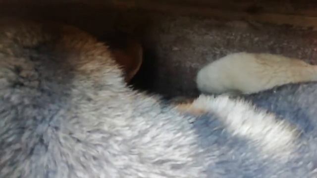 047 - Очередные роды на ферме - щенки от Геры.