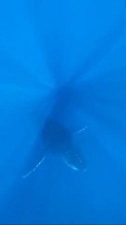 🔥The_Call_Of_The_Whale_in_The_Ocean_Part_1 2022 #shorts #wildlifeafrica #animals2022