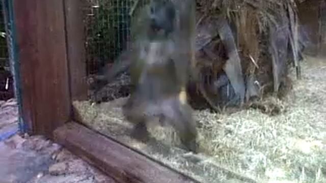 dancing baboon смотреть онлайн
