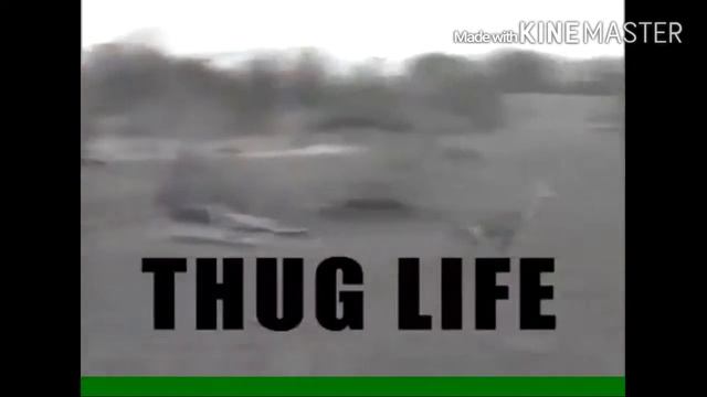 A vida bandida de um veado... смотреть онлайн