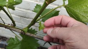 Пасынкование.