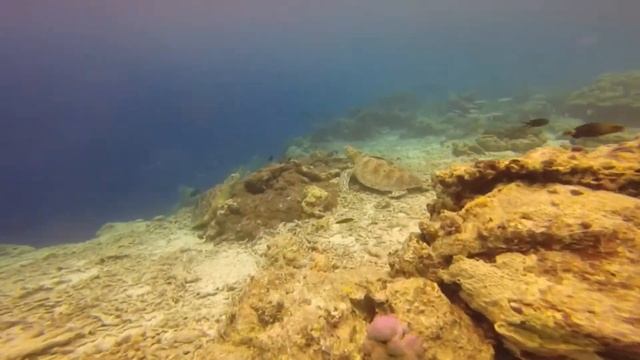 Fishing & Snorkeling - My Dream at Pasoso Palu Central Celebes смотреть онлайн