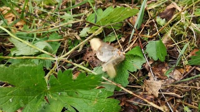 Phalera bucephala , Härkäpää, Buff-Tip, Finland Maaninka смотреть онлайн