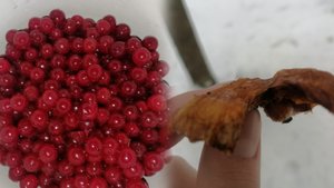 Грибы и ягоды в феврале #гриб #ягода