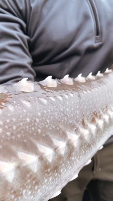 Daggers! sturgeon canadausa fish sturgeonfish animals bassfishing fishing canada shark