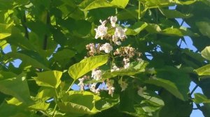 Катальпа ауреа 😍